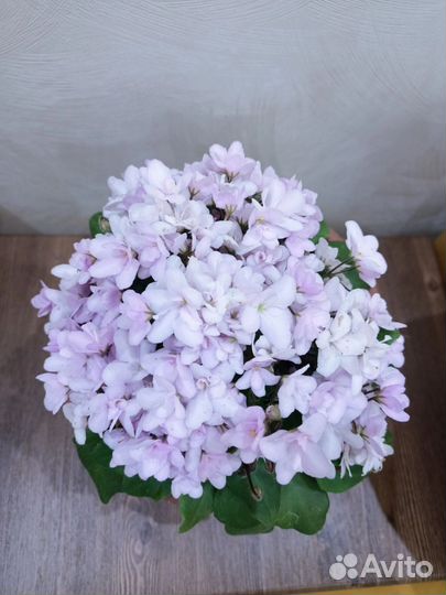 Трейлеры ампельные и кустовые