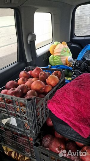 Продам яблоки