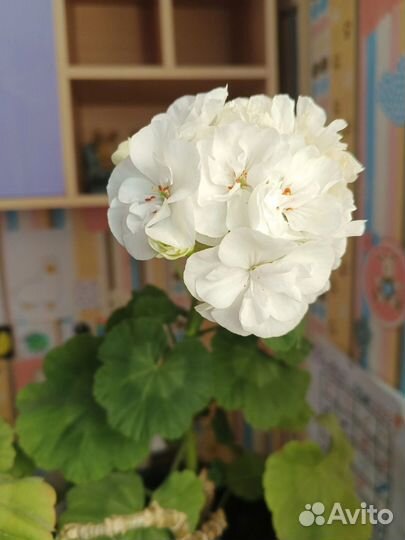 Пеларгония герань