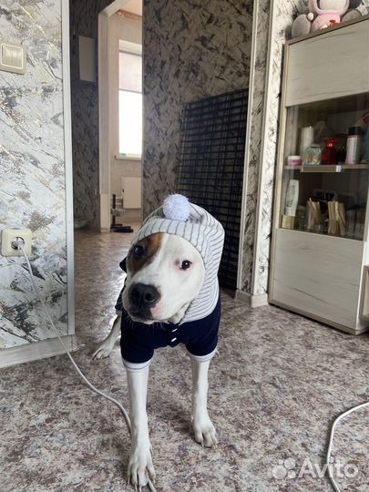 Осенний комбинезон для собак