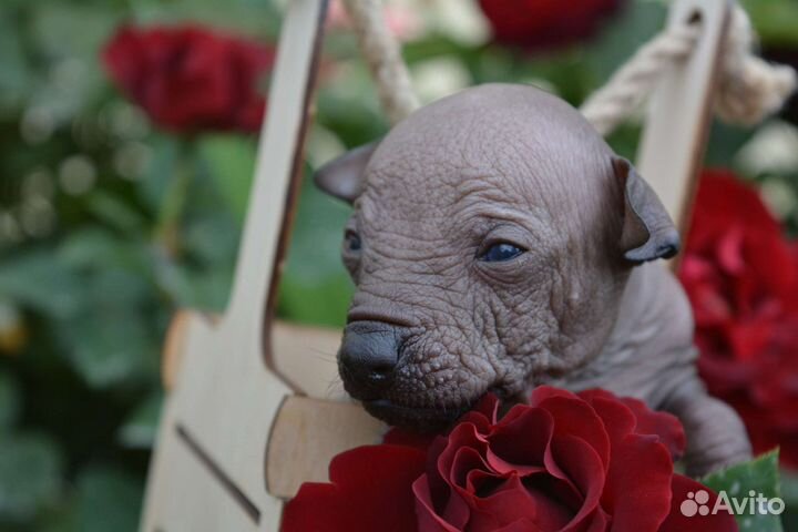 Мальчишка мексиканской голой мини