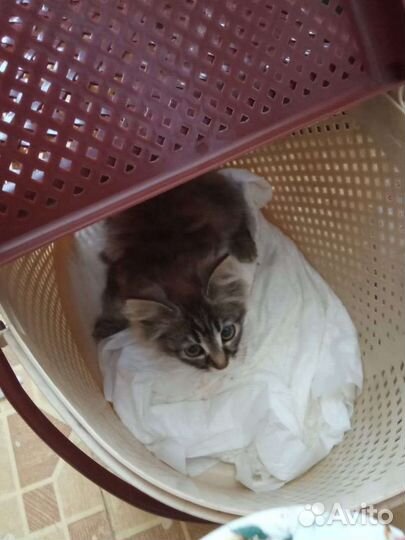 Котёнок в дар