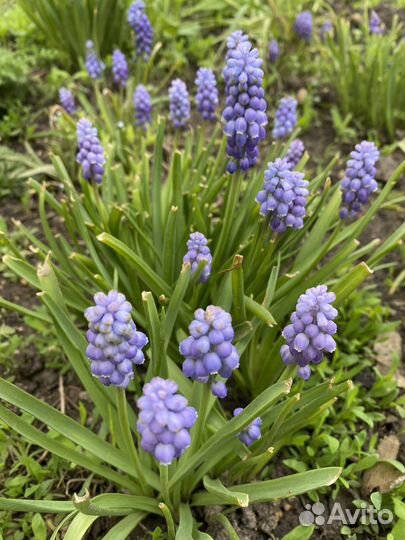 Растения для сада мускари