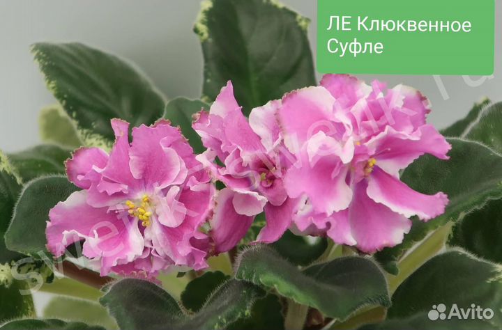 Сортовые Фиалки