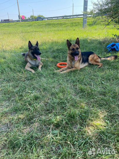 Передержка и выгул животных