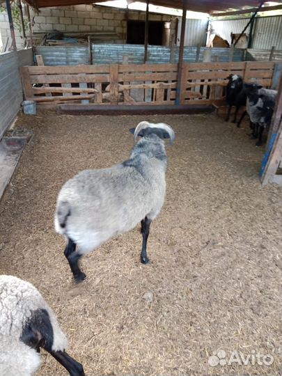 Бараны романовские