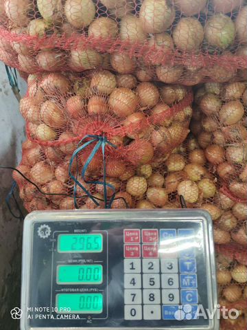 Лук на выгонку пера