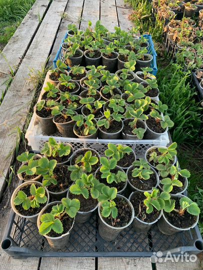 Саженцы, усы, кусты, рассада клубники