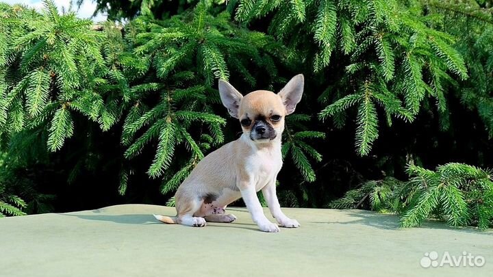 Мальчишка мини 4 мес