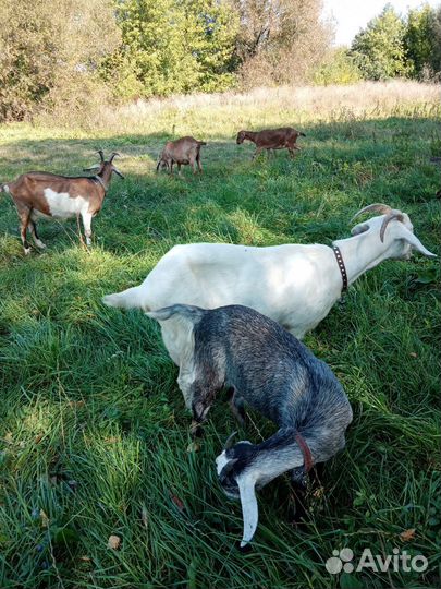 Козочка, дойные козы