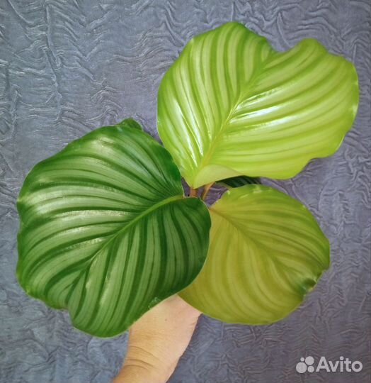 Калатея орбифолия