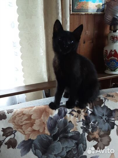 Отдам в добрые руки двух очаровательных котят