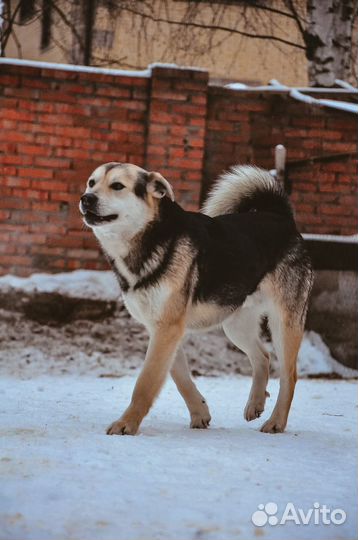 Купер молодой пес в добрые руки