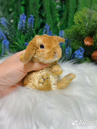 Ручные кролики домашние