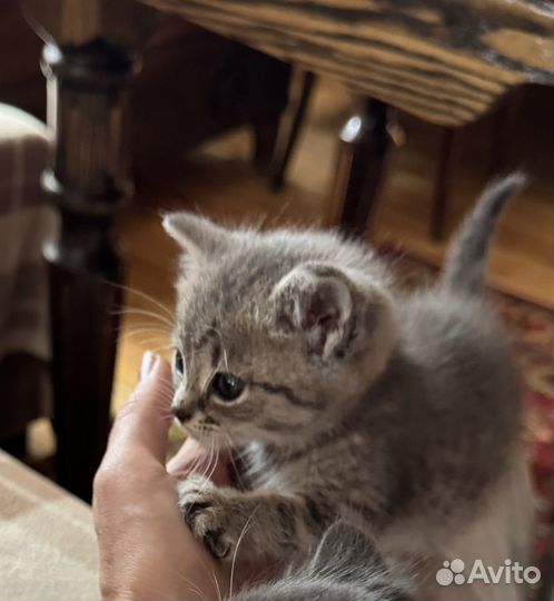 Кошечка в добрые и заботливые руки