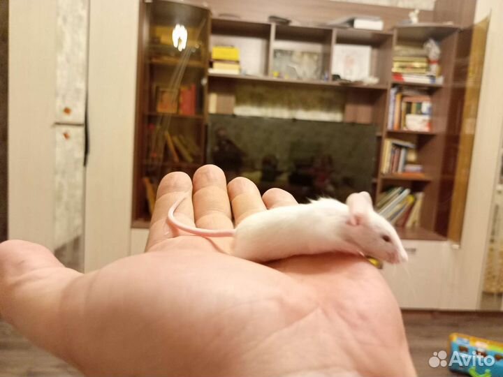 Декоративные мыши