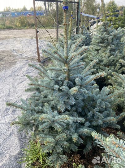 Ель голубая
