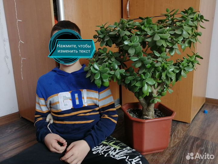 Цветок денежное дерево