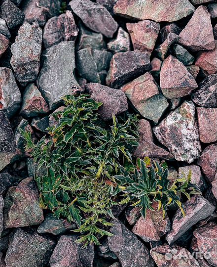 Щебень известняковый