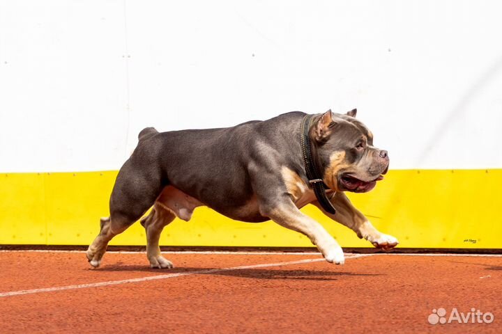 Американский булли вязка