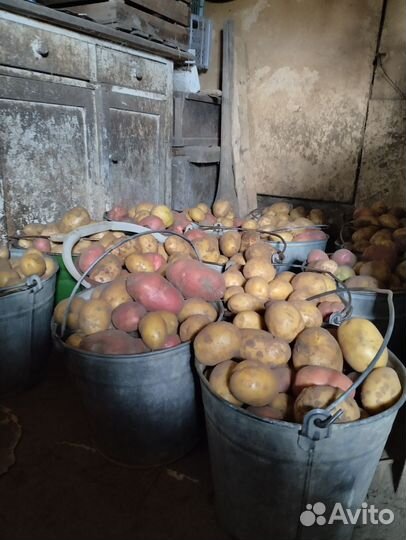 Продам картофель