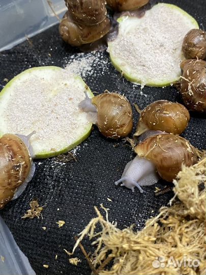 Улитки архахатины