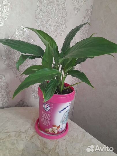 Спацифиллумы большие и маленькие