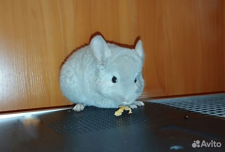 Шиншиллята