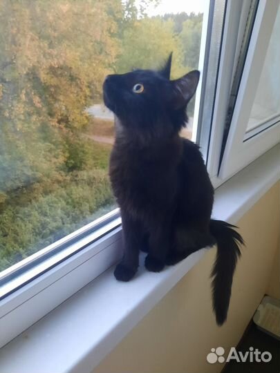 Котёнок в дар