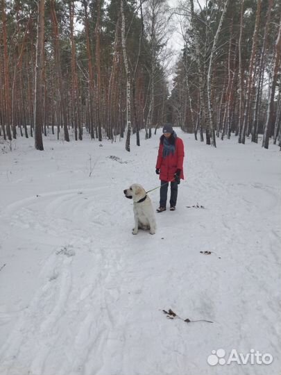Домашняя передержка собак