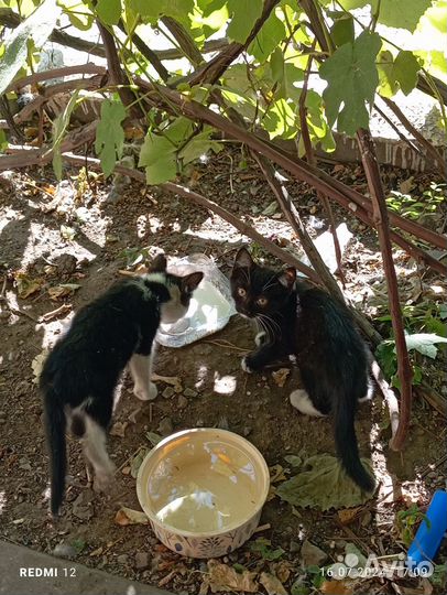 Три котёнка чёрно-белые