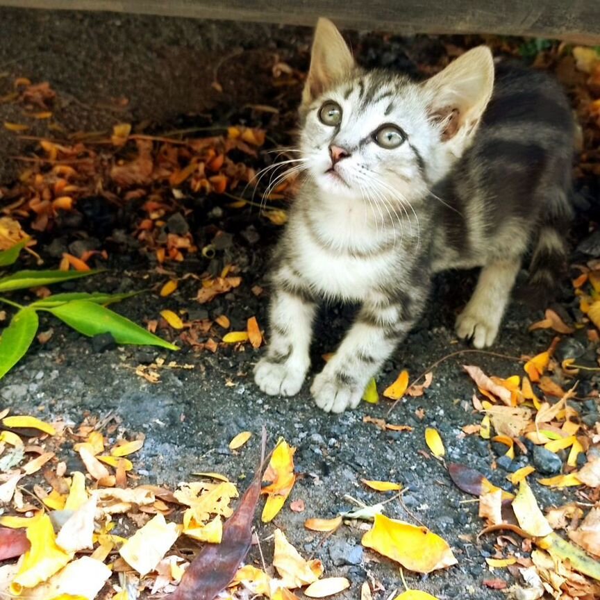 Котенок Полосатик Мальчик 1,5 мес