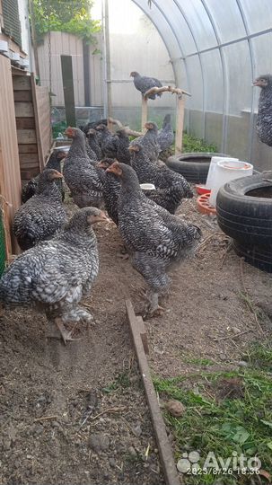 Цыплята породы Мехеленская кукушка 5 мес