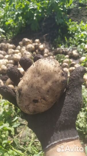 Семенной картофель сорт Ривьера