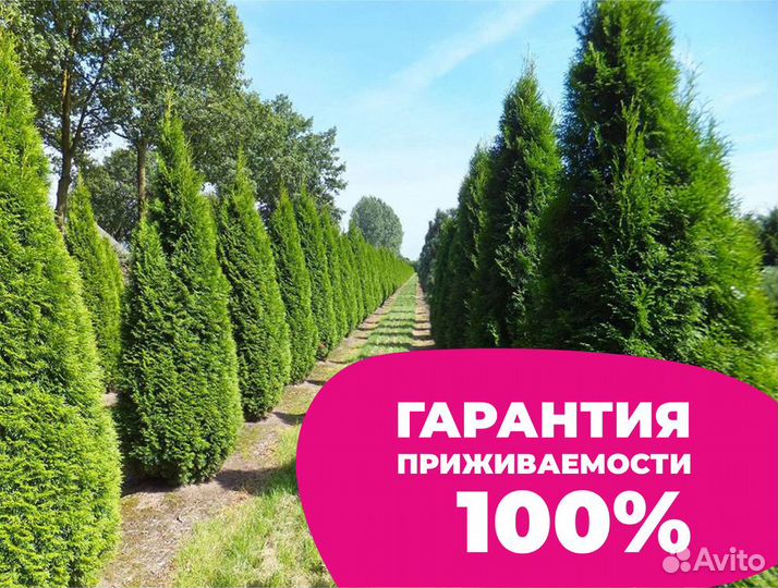 Туя смарагд