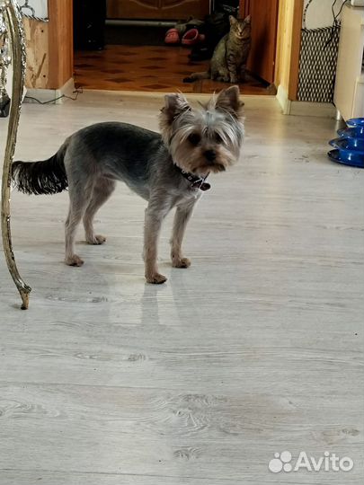 Йоркширский терьер