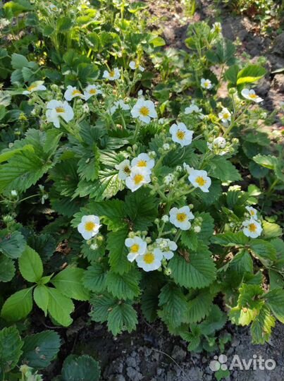 Клубника Купчиха, Азия, Пенелопа