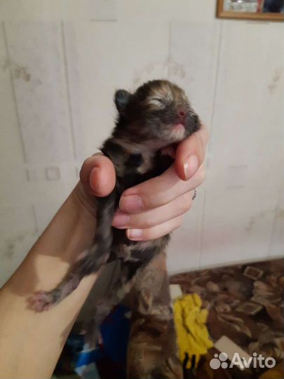 Котята малыши