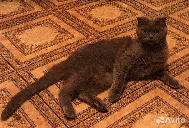 Кисуля ищет дом