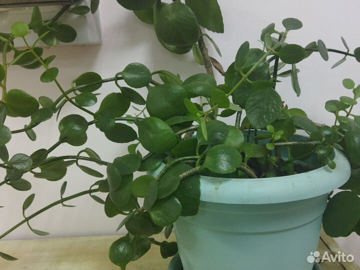 Комнатные цветы