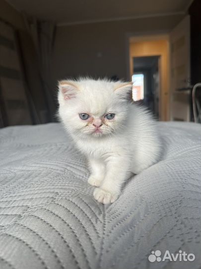 Котята экзоты
