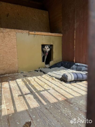 Старый пес из приюта в добрые руки