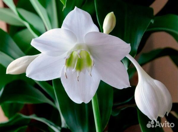 Комнатные цветы эухарис