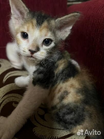 Котята сфинкс браш