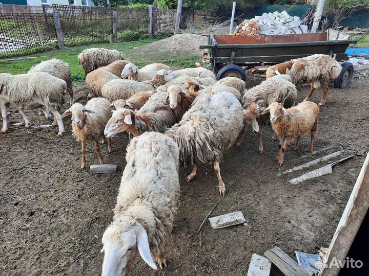 Курдючные бараны овцы