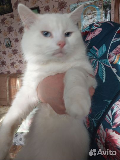 Котик в дар