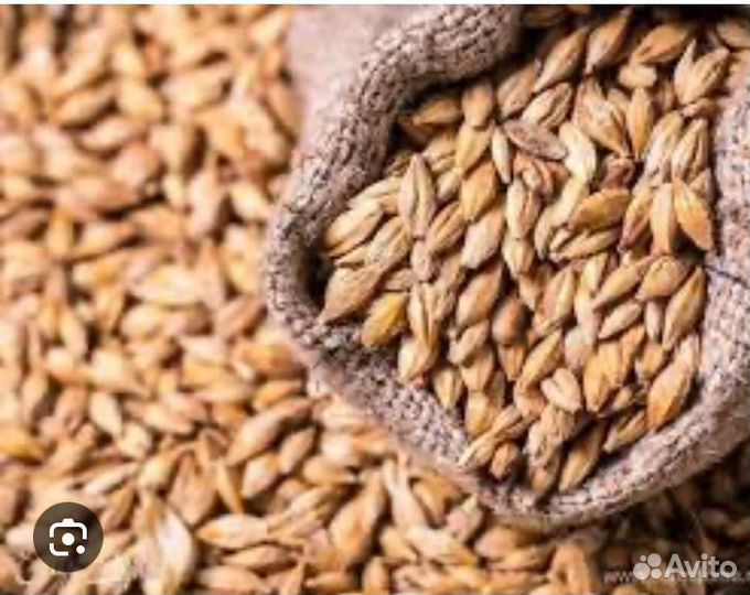 Продам ячмень