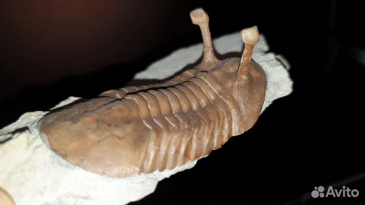 Трилобит Азафус Asaphus Kowalewskii