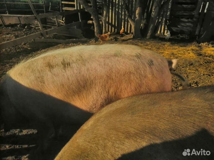 С/х животные