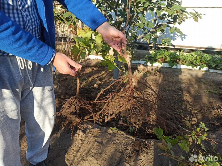 Саженцы винограда: 4 сорта (смотрите описание)